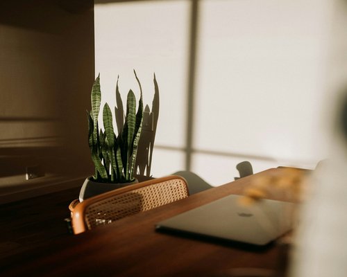 A well-organized modern desk with a plant and natural light